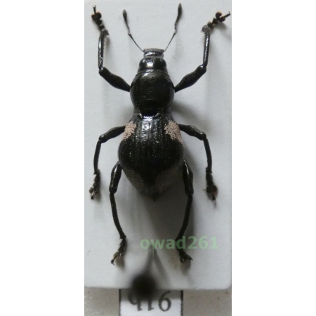 Metapocyrtus quadriplagiatus (Roelofs, 1874) female Philippines91b
